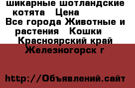 шикарные шотландские котята › Цена ­ 15 000 - Все города Животные и растения » Кошки   . Красноярский край,Железногорск г.